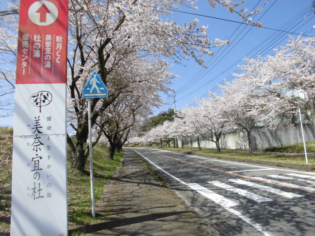 🌸SAKURA　SAKURA🌸